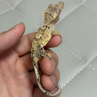 달마시안 슈퍼달마시안 노멀