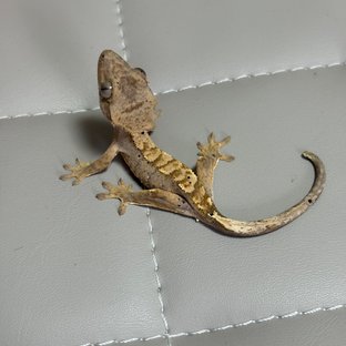 노멀 옐로우 크림 크림시클