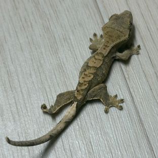 크림시클 달마시안