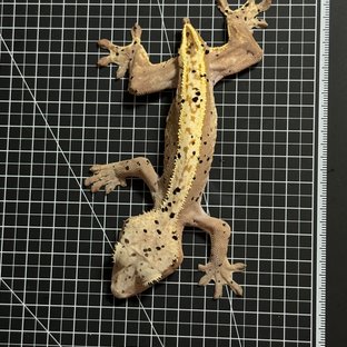 슈퍼달마시안 달마시안