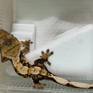 트라이 익스트림할리퀸