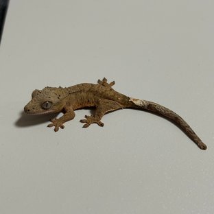 노멀 브린들 달마시안