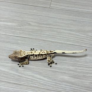 노멀 화이트스팟 화이트포트홀 화이트