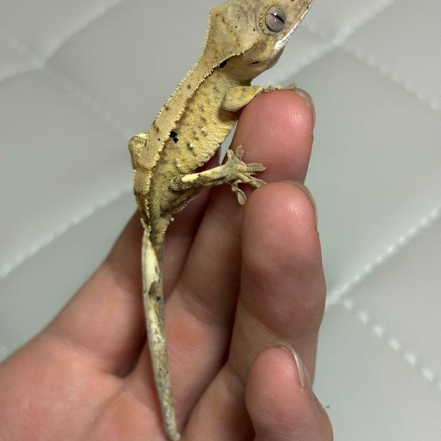 노멀 크림 크림시클 옐로우