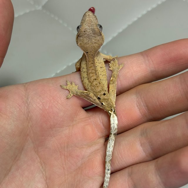 달마시안 패턴리스 브린들