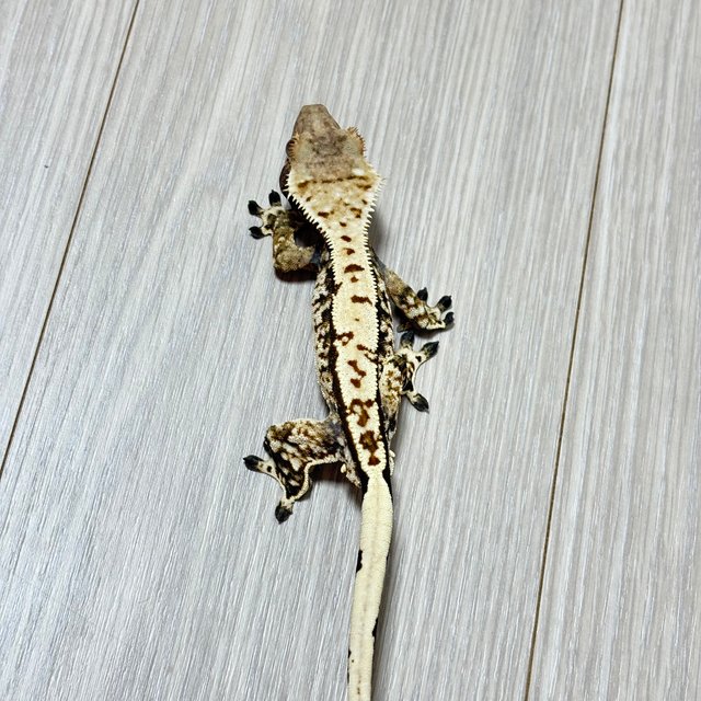 노멀 화이트스팟 화이트포트홀 화이트