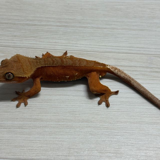 바이 레드 화이트포트홀