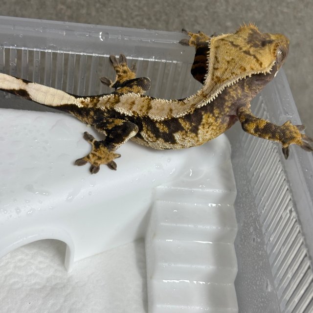 트라이 익스트림할리퀸