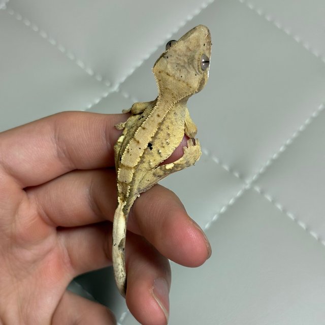 노멀 크림 크림시클 옐로우