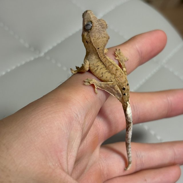 달마시안 패턴리스 브린들