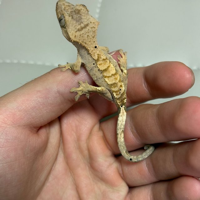 노멀 옐로우 크림 크림시클