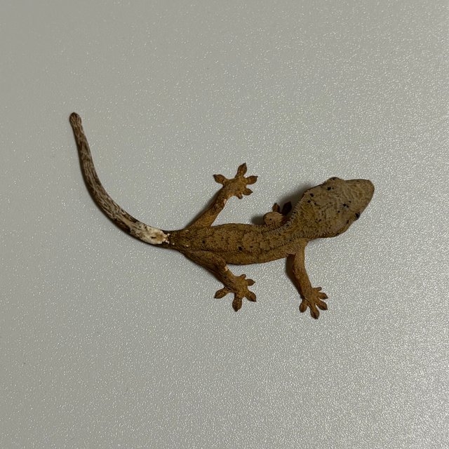 노멀 브린들 달마시안