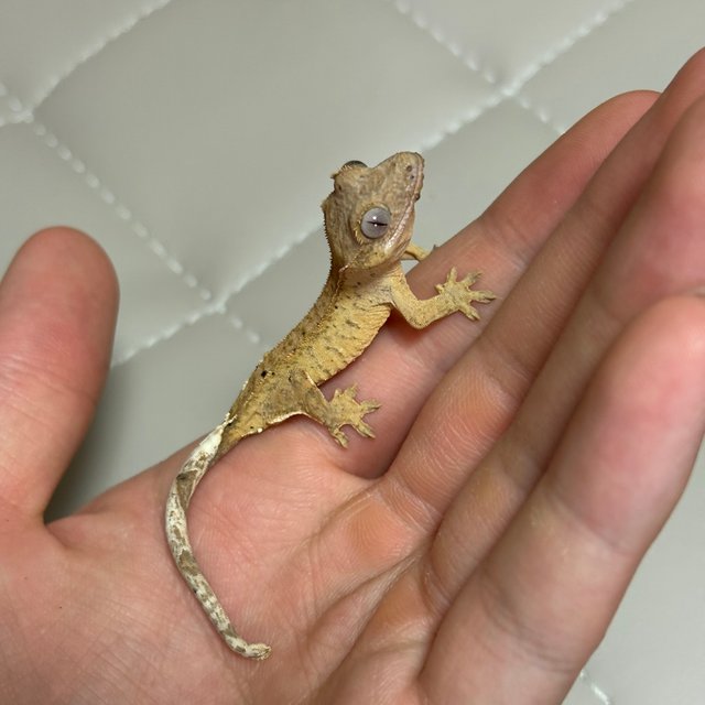 달마시안 패턴리스 브린들