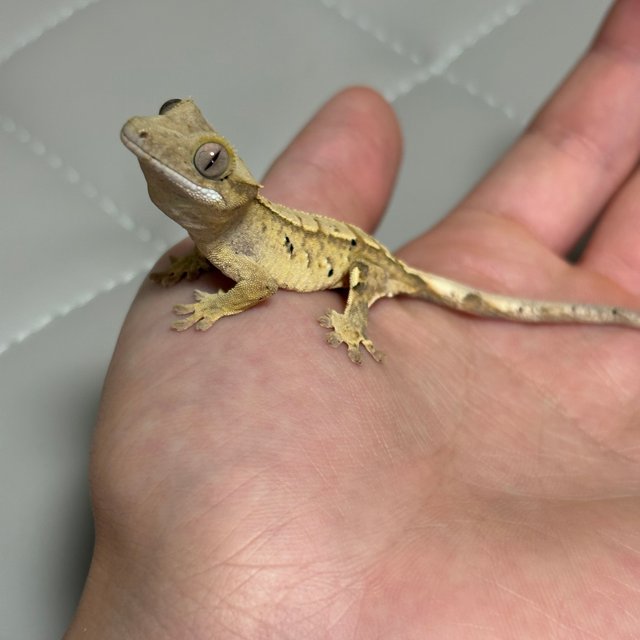 노멀 크림 크림시클 옐로우