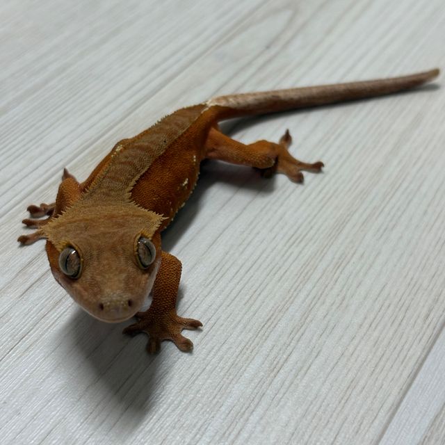 바이 레드 화이트포트홀