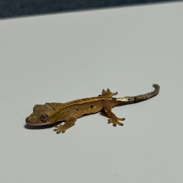 달마시안 슈퍼달마시안