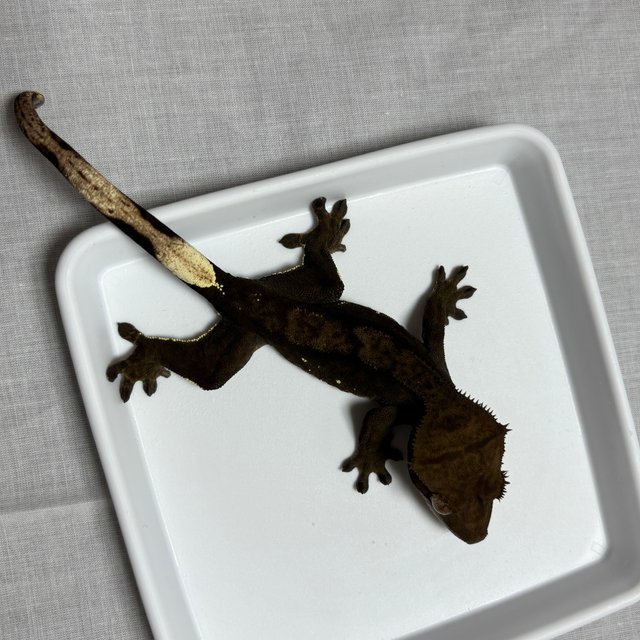 챠콜 다크 블랙