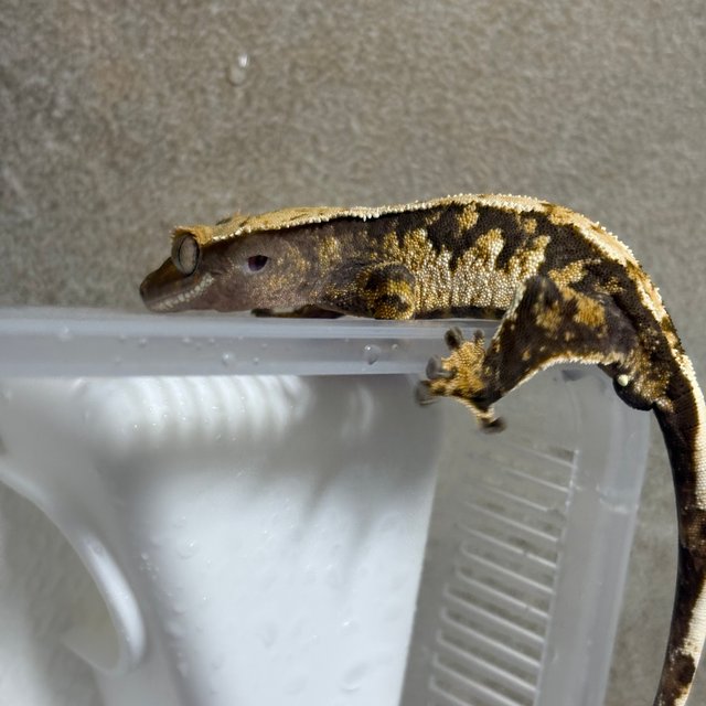 트라이 익스트림할리퀸