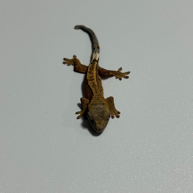 달마시안 슈퍼달마시안