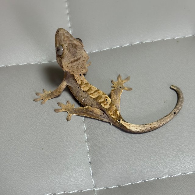 노멀 옐로우 크림 크림시클