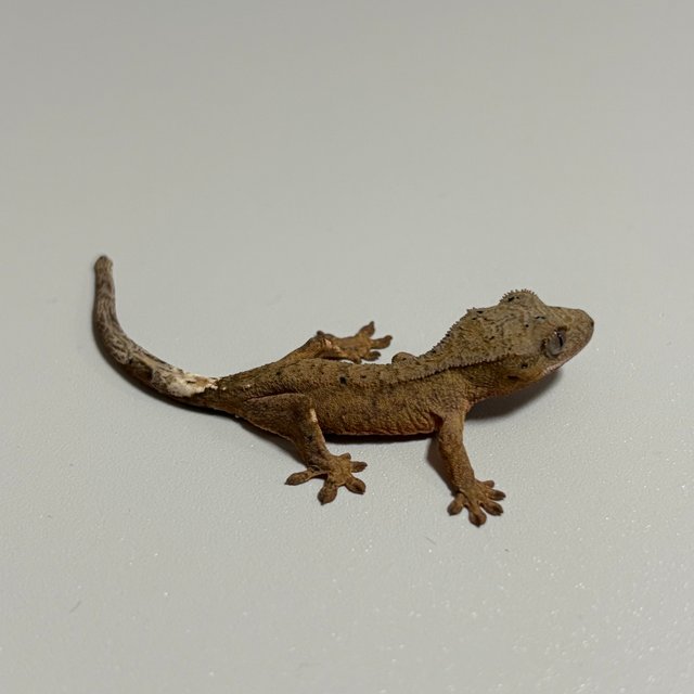 노멀 브린들 달마시안