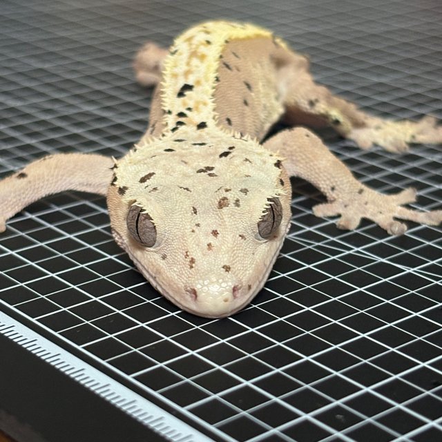 슈퍼달마시안 달마시안