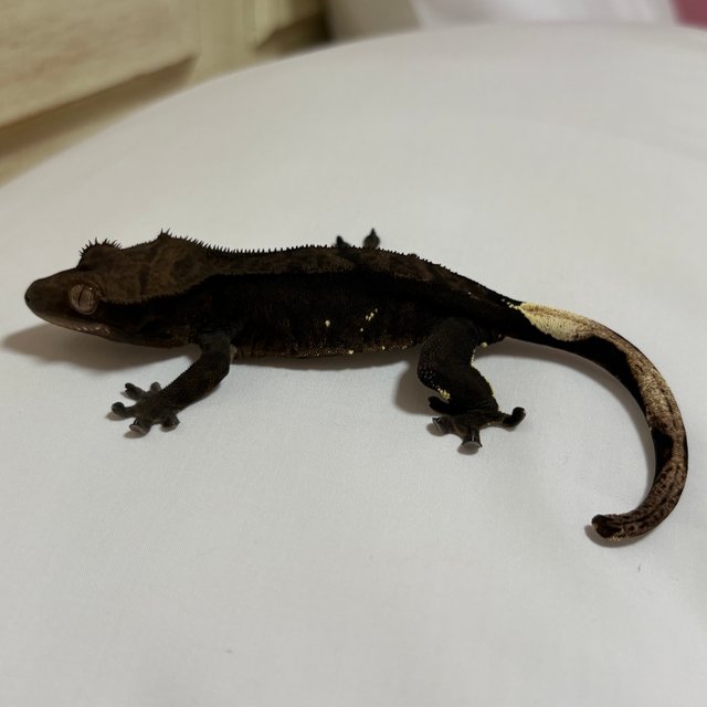 챠콜 다크 블랙