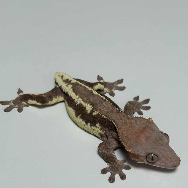 다크 레드 팬텀 프라푸치노