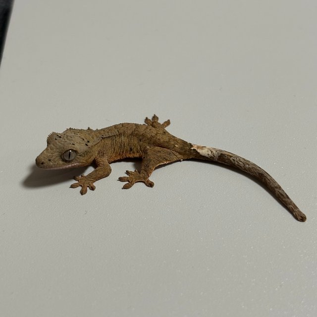 노멀 브린들 달마시안