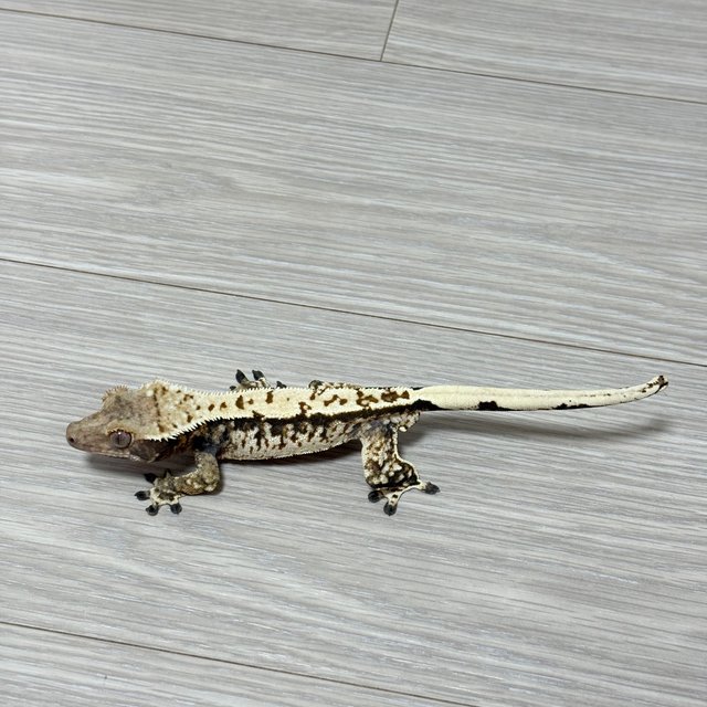 노멀 화이트스팟 화이트포트홀 화이트