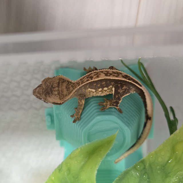 100%헷아잔틱 풀핀 쿼드