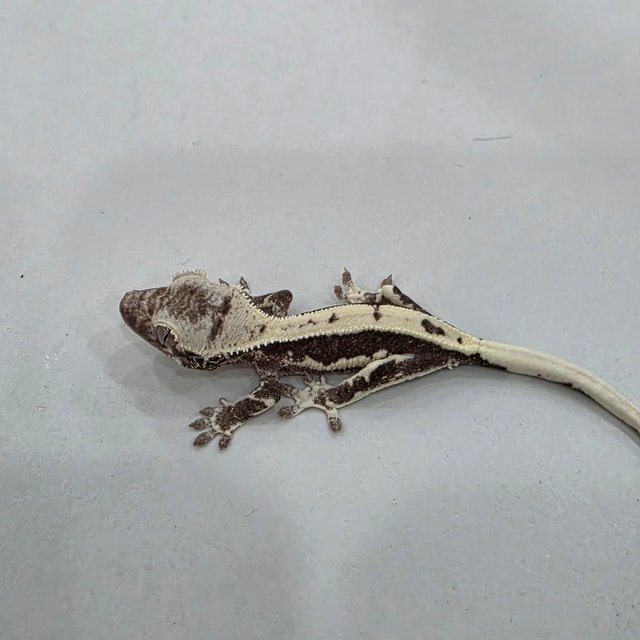 릴잔틱 풀핀 쿼드