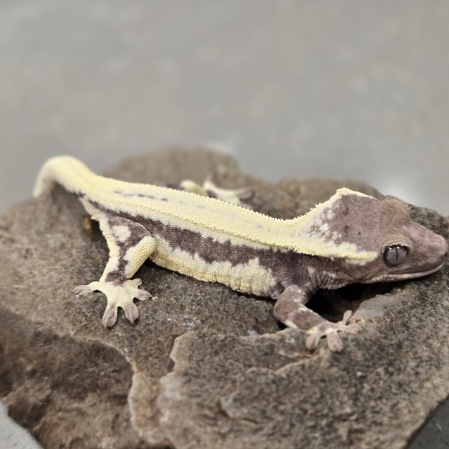 릴잔틱 드리피 풀핀 쿼드