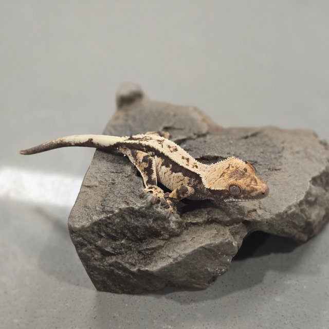 세이블 100%헷아잔틱 화이트크라운 화이트핀 풀핀