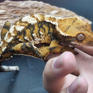 익스트림할리퀸 할리퀸 트라이