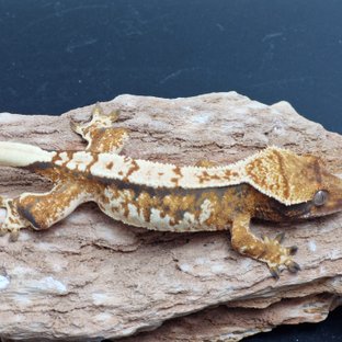 익스트림할리퀸 할리퀸 트라이