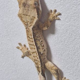 노멀 풀핀 트라이 익스트림할리퀸