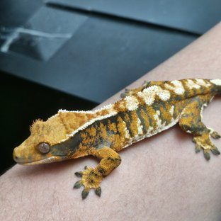 트라이 할리퀸 익스트림할리퀸