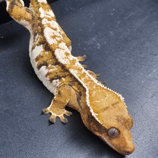 트라이 익스트림할리퀸