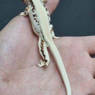 릴리화이트 솔리드백