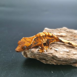 텐저린 할리퀸 노멀 트라이