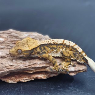 트라이 할리퀸 익스트림할리퀸