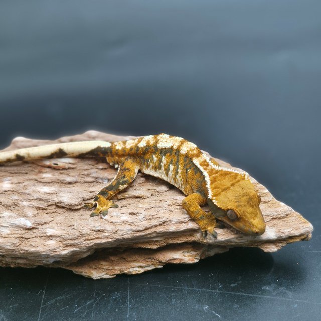 트라이 할리퀸 익스트림할리퀸