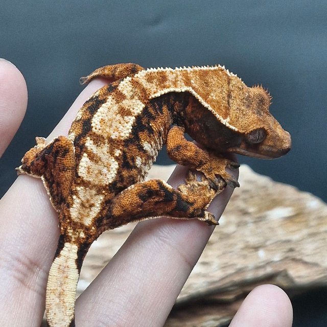 노멀 트라이 익스트림할리퀸 할리퀸