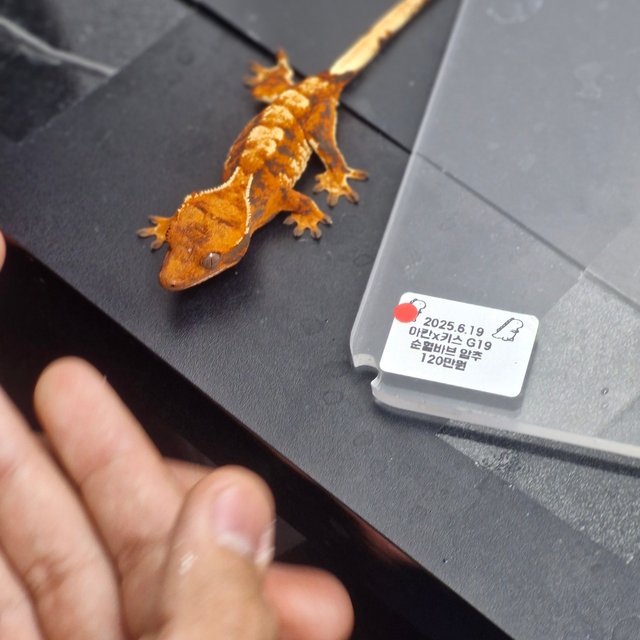 텐저린 할리퀸 노멀 트라이