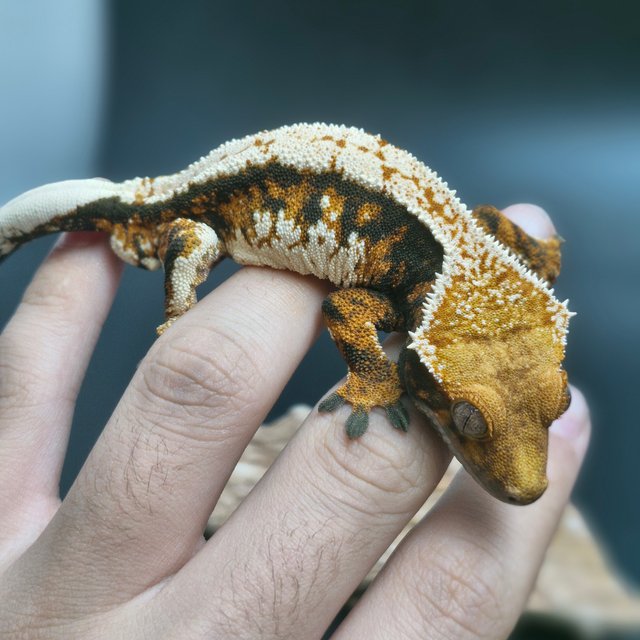 트라이 익스트림할리퀸