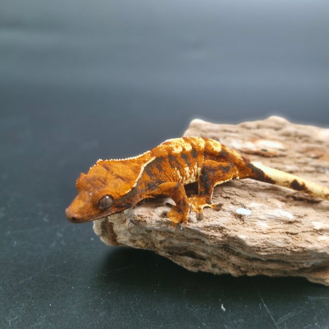 텐저린 할리퀸 노멀 트라이