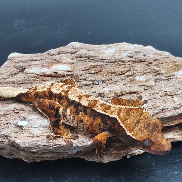 노멀 트라이 익스트림할리퀸 할리퀸