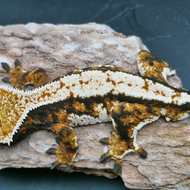 트라이 익스트림할리퀸