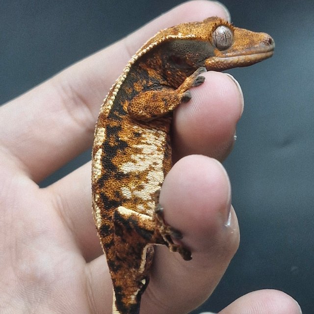 노멀 트라이 익스트림할리퀸 할리퀸